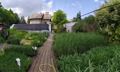 Gospodarstwo Ogrodnicze 'ROBINIA' TRAWY OZDOBNE, BYLINY, KRZEWY, IGLAKI, FORMY PIENNE